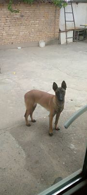 Belgiya Malinois