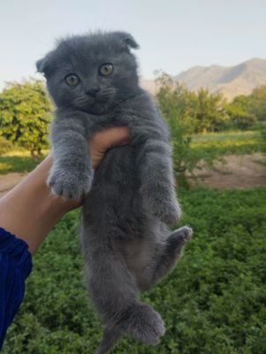 Zoti: Scottish Fold, aqlli lotok biladi