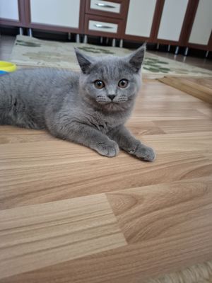 Продается котенок