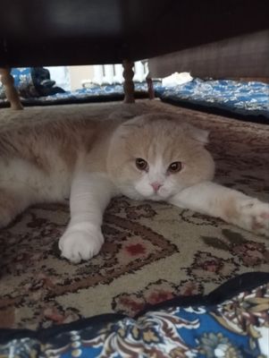 Милый котик Скоттиш Фолд,породистый ,800 тыс