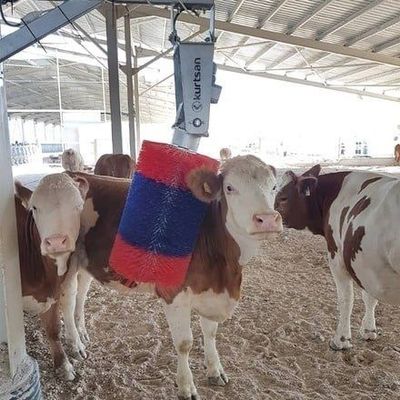 Автоматическая щетка для коров