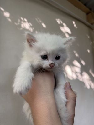 Котята турецкая ангора