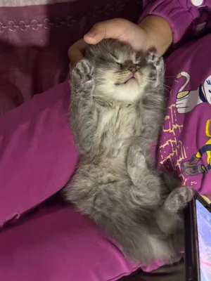 шотландская прямоухая,скотиш страйт