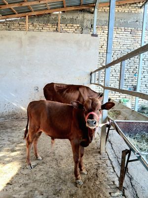 Ona bola sigir sotiladi