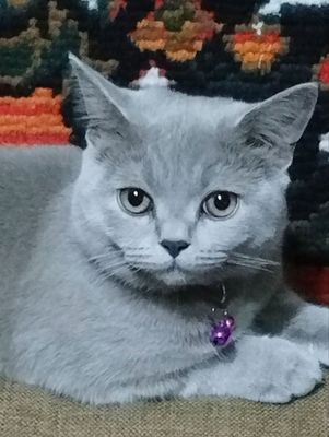 Кошки