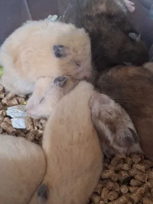 Продаются Хомяки сирийские хомяки