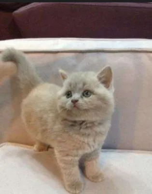 Продаётся мимишный котёнок лилового цвета. Британский.