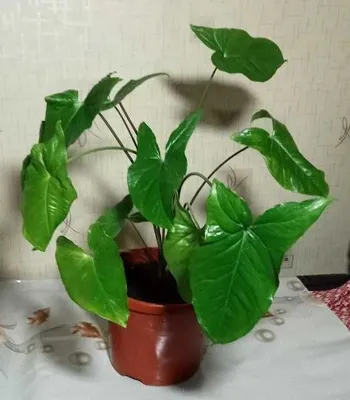 Продам. Сингониум - зелёное сердце