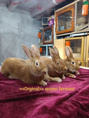 Burgund quyonlari sotiladi