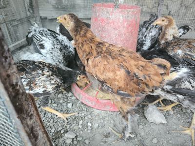 Xonaki Jo'jacha 1 kunlikdan 3 Oyligacha Sog'lom