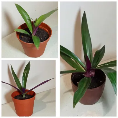 Продам. Рео. Красивое, эффектное растение, оберегом от злого глаза.