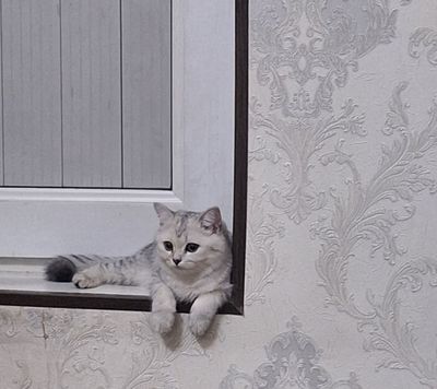 Mushukcha zotli seribristiy shinshila