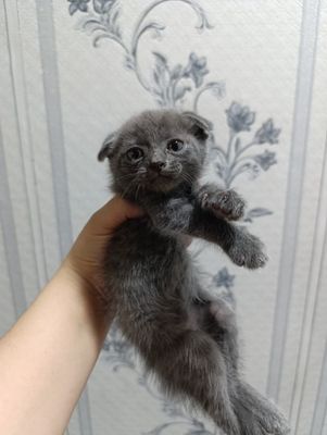 Скоттиш Фолд пупсик мальчик