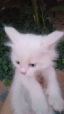 Oq mushuk kelishamiz narxini