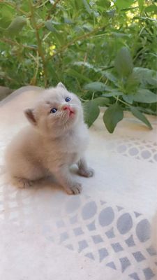 Тоза кон мушукчалар сотувда!!!