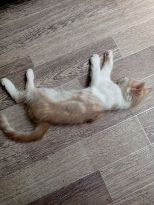 Отдаём котят в хорошие руки
