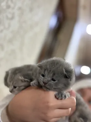 Мушук болалари тоза зотли скотош фолд и страйд