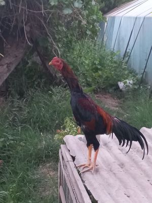 Срочно сотилади хўрозча