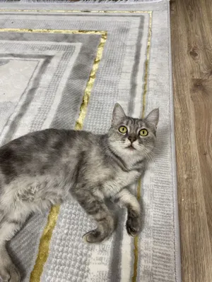 Mushuk sotiladi Кошка продается