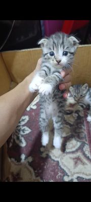 Котята Веслоушка