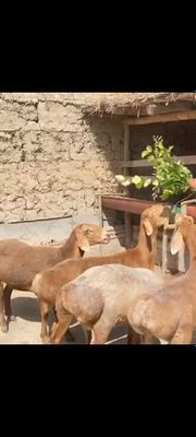 Арашан барралар сотилади