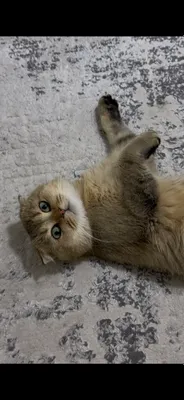 Bzayka uchun (sotilmaydi)