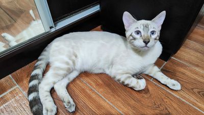 Чистокровный снежный Бенгальский кот 6 месяцев