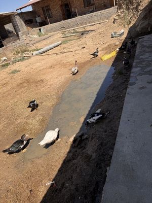 Indutka sotiladi soğlom