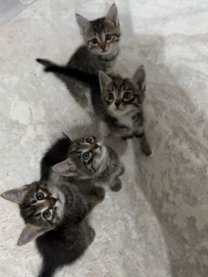 Отдаю котят 2 месяца