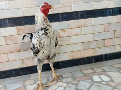 Хурозлар сотилади тозза куланги