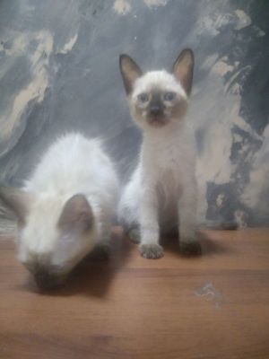 Сиямские котята 3 месяца