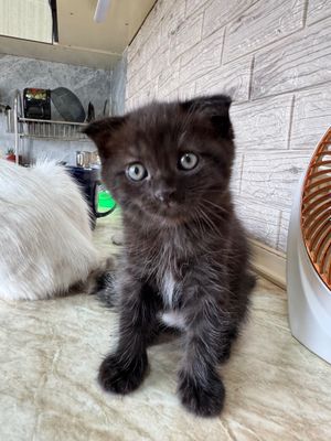 Продается котенек породистый скотиш фолд черный