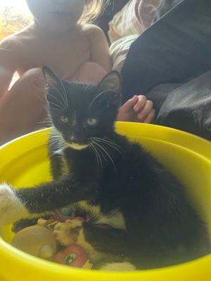 Котята маленькие домашние