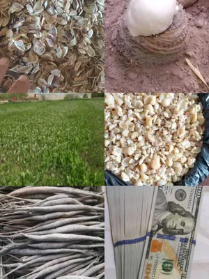 Kovrak oʼsimligi.bu soqqa degani.