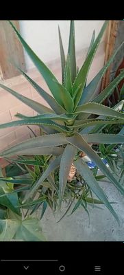 Gullar sotiladi kelishilinad