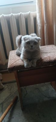 Кошка шотландская вислоухая.