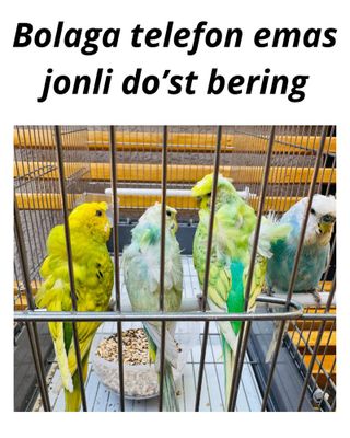 Babichka qushlar sotiladi va Kunlik ijaraga ham beriladi