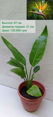 Стрелитция reginae оранжевая (райская птица). Цветы для дома и офиса.
