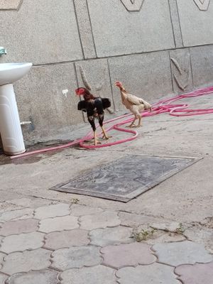 Bobo Xoroz Tovuq sotladi