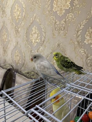 Nerazluchnik toti ruchnoy bonusi bor