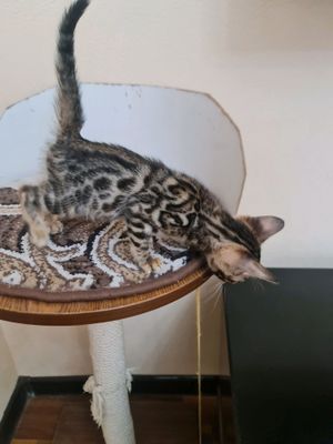 Бенгальские катята