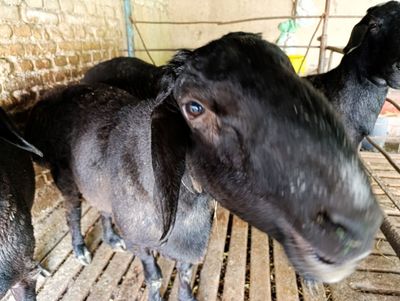 Chorva qo'ylar sotiladi