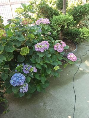 Gardenziya 90$ dan