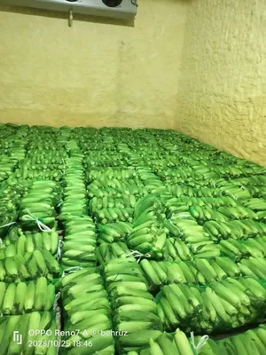 Shirin joʻxori . Marka 832. Сладкая кукуруза