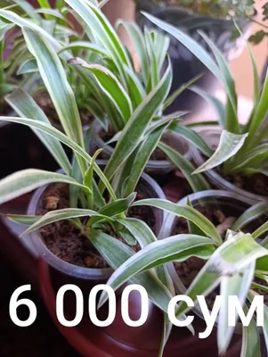 Распродажа Цветы Гуллар