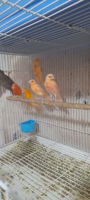 Канарейкалар сотилади