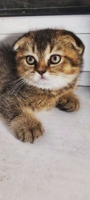 Скотиш фолд ,котята