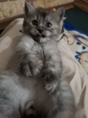 Мушукчалар сотилади