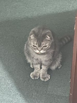 Скоттиш фолд кот