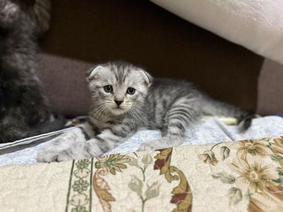 Срочно Продаю 2 их отдам за 500 тыс